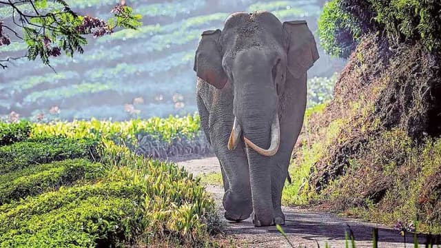 KERALA